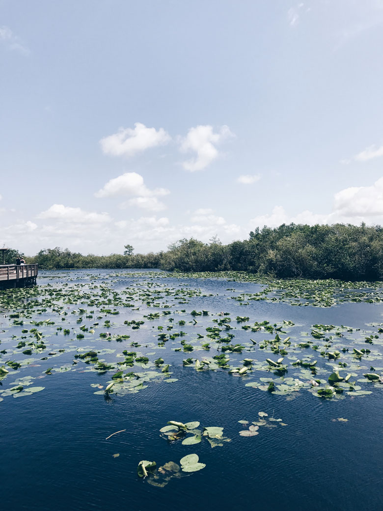 The Everglades- A taste of my week in Miami