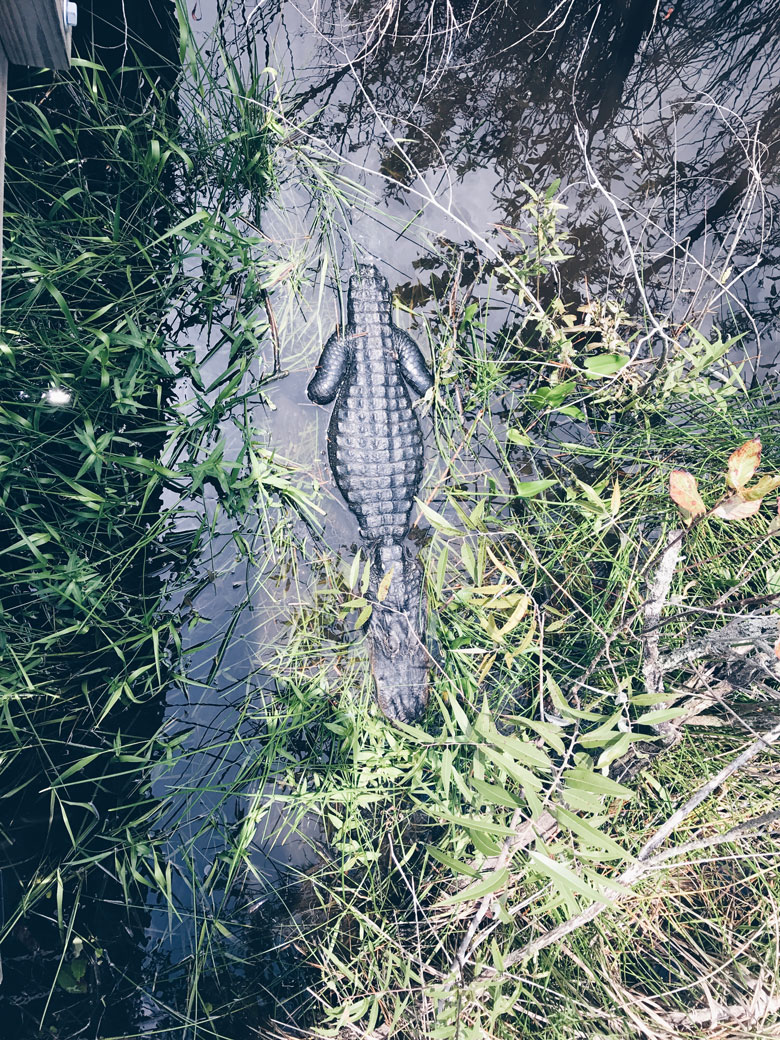 The Everglades - A taste of my week in Miami