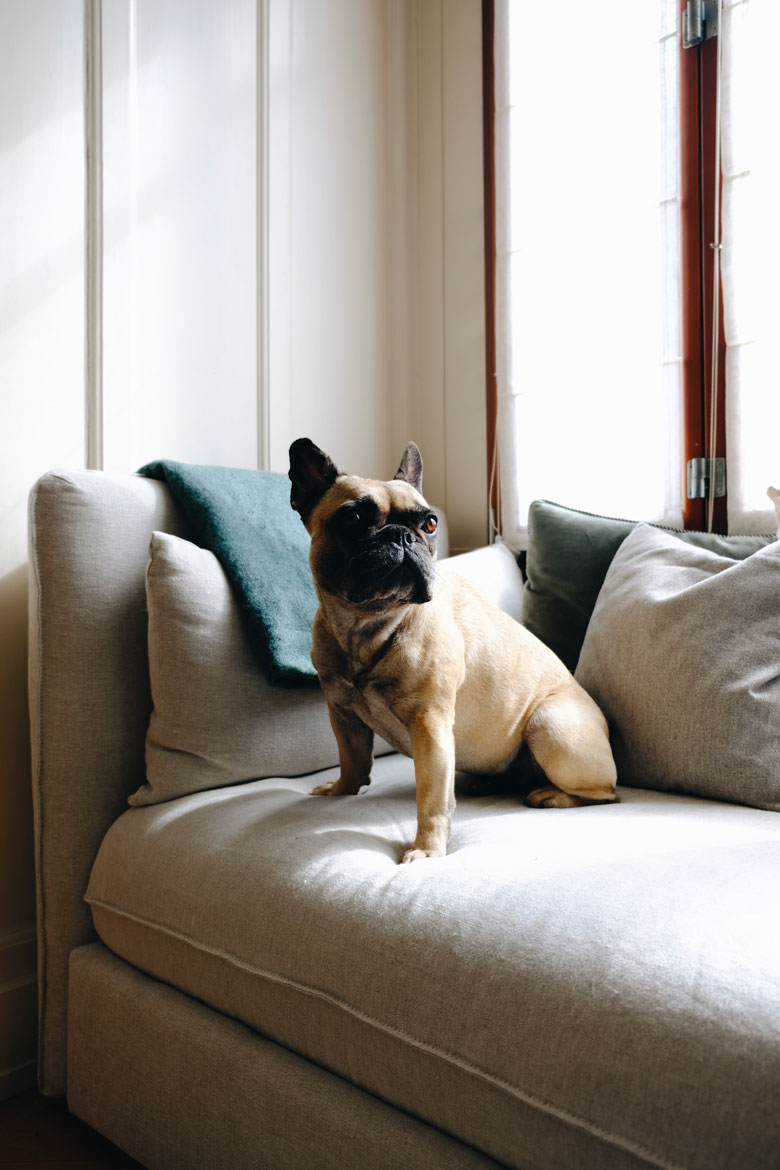 Ikea sofa with bemz cover and a french bulldog on it